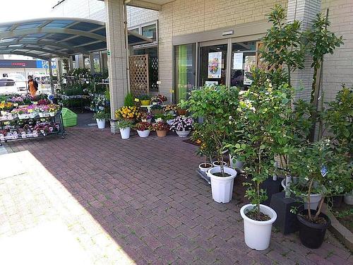 フラワーショップ花木野